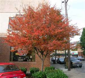 serviceberry autumn brilliance tree
